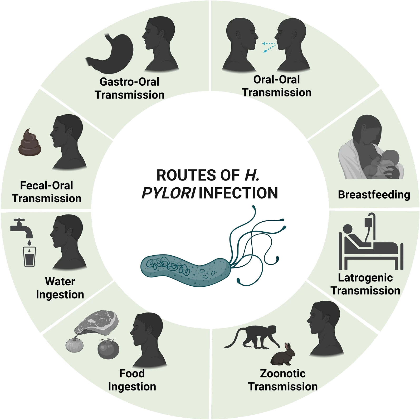 How you can get Hpylori